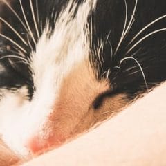 ¿Por qué deberías contratar un seguro para mascotas?